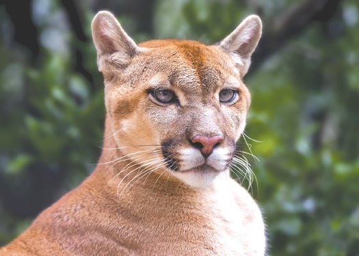 puma animal uruguay