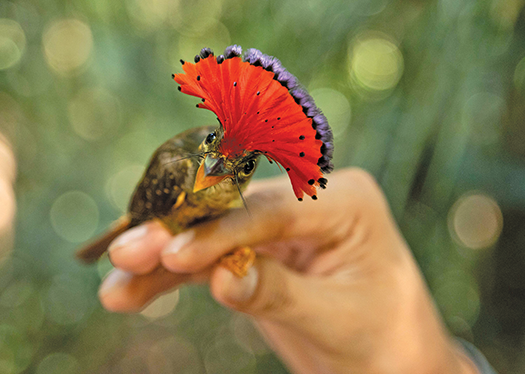 Increasingly, climate change weighing on birds