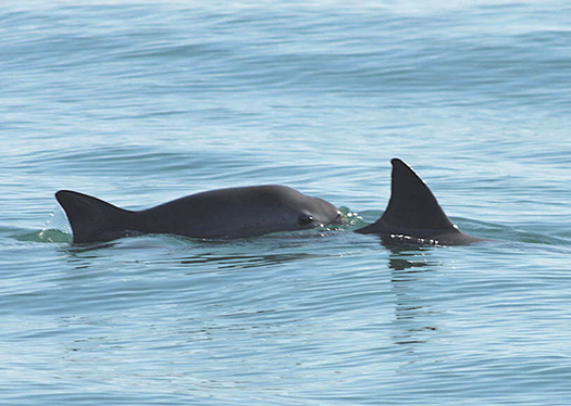 Mexico to shrink gillnet-ban area in Gulf of California