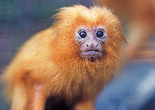 Company recognized for undertaking large-scale forest restoration