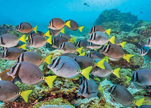 Costa Rica, Ecuador face swimway questions